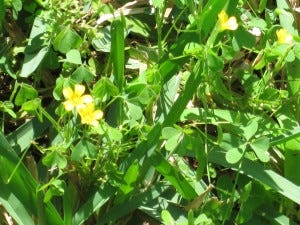 Amongst the weeds and overgrown grass, beautiful little yellow flowers blossom.