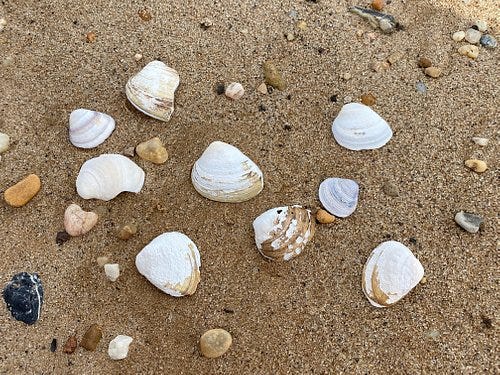  Deemers Beach sea shells on the beach