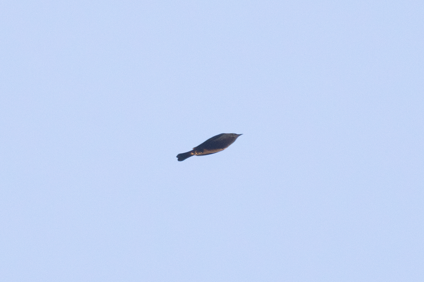 a single bird flying against a clear blue sky. the bird is rust-colored and has pale eyes.