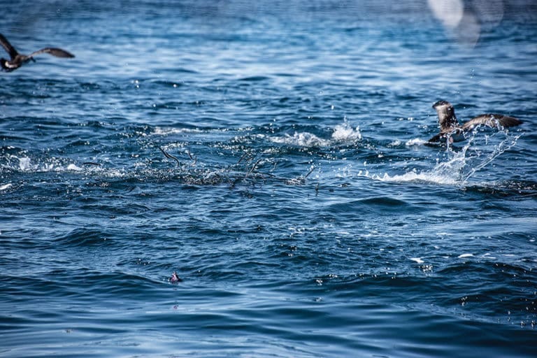 Bluefish, How to Catch Bluefish | Salt Water Sportsman