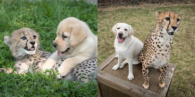 r/aww - Cheetahs get therapy dogs and get to grow up together! ☺️