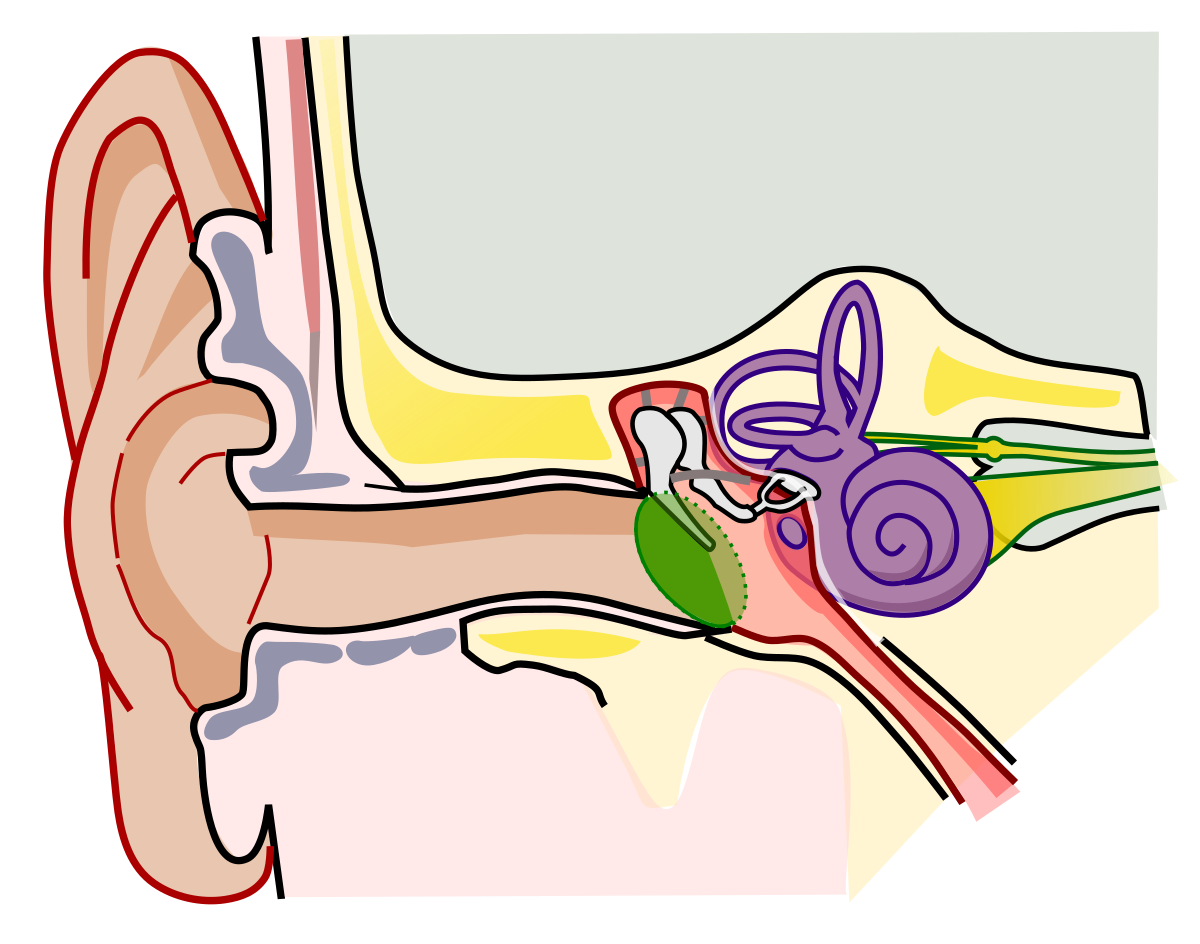 File:Anatomy of the Human Ear blank.svg - Wikimedia Commons