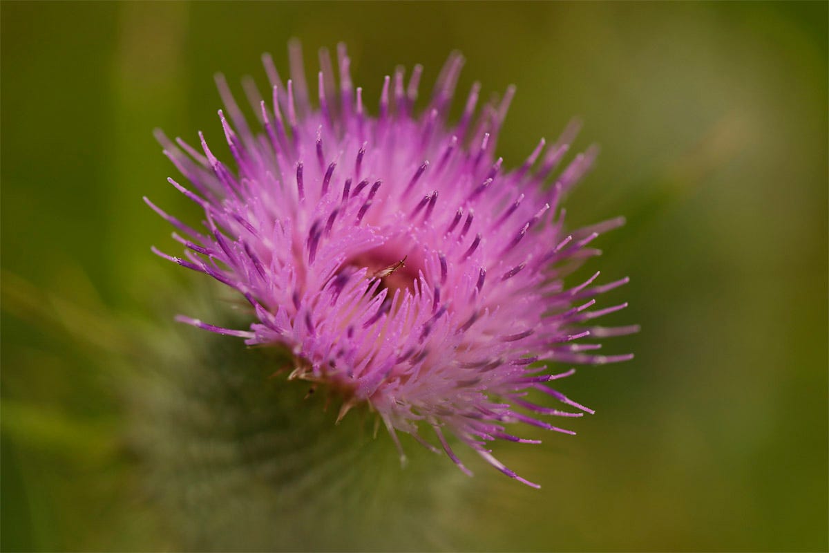 Purple composite flower of spear thistle (Cirsium vulgare)