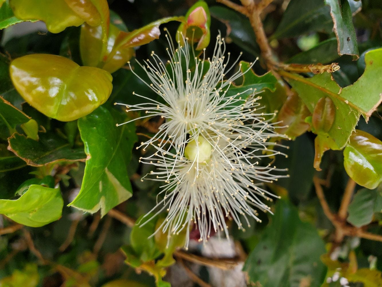 Syzygium panticulatum [flowers] 20221217_164317 sml.jpg