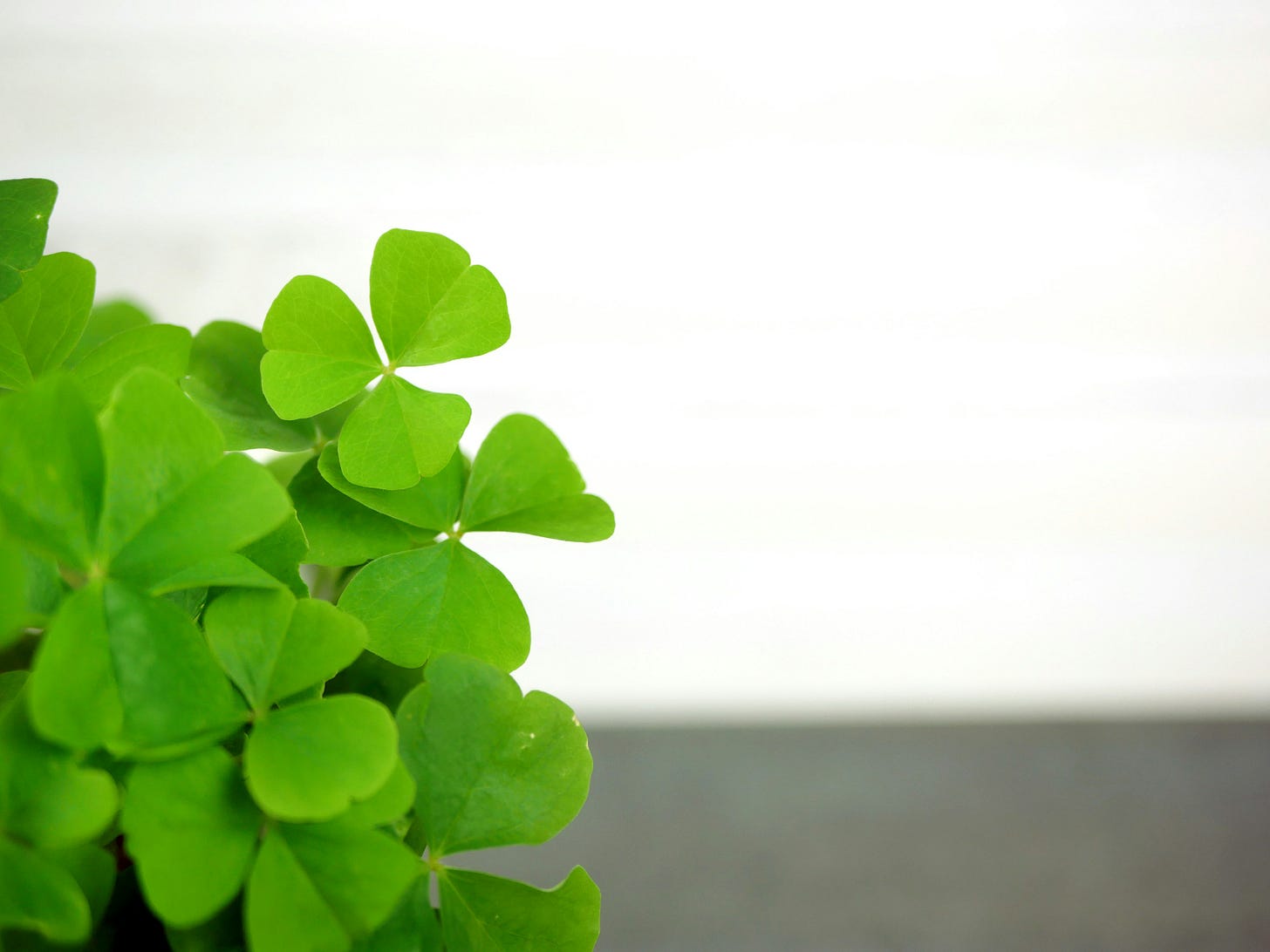 Photo of clover Photo of clover