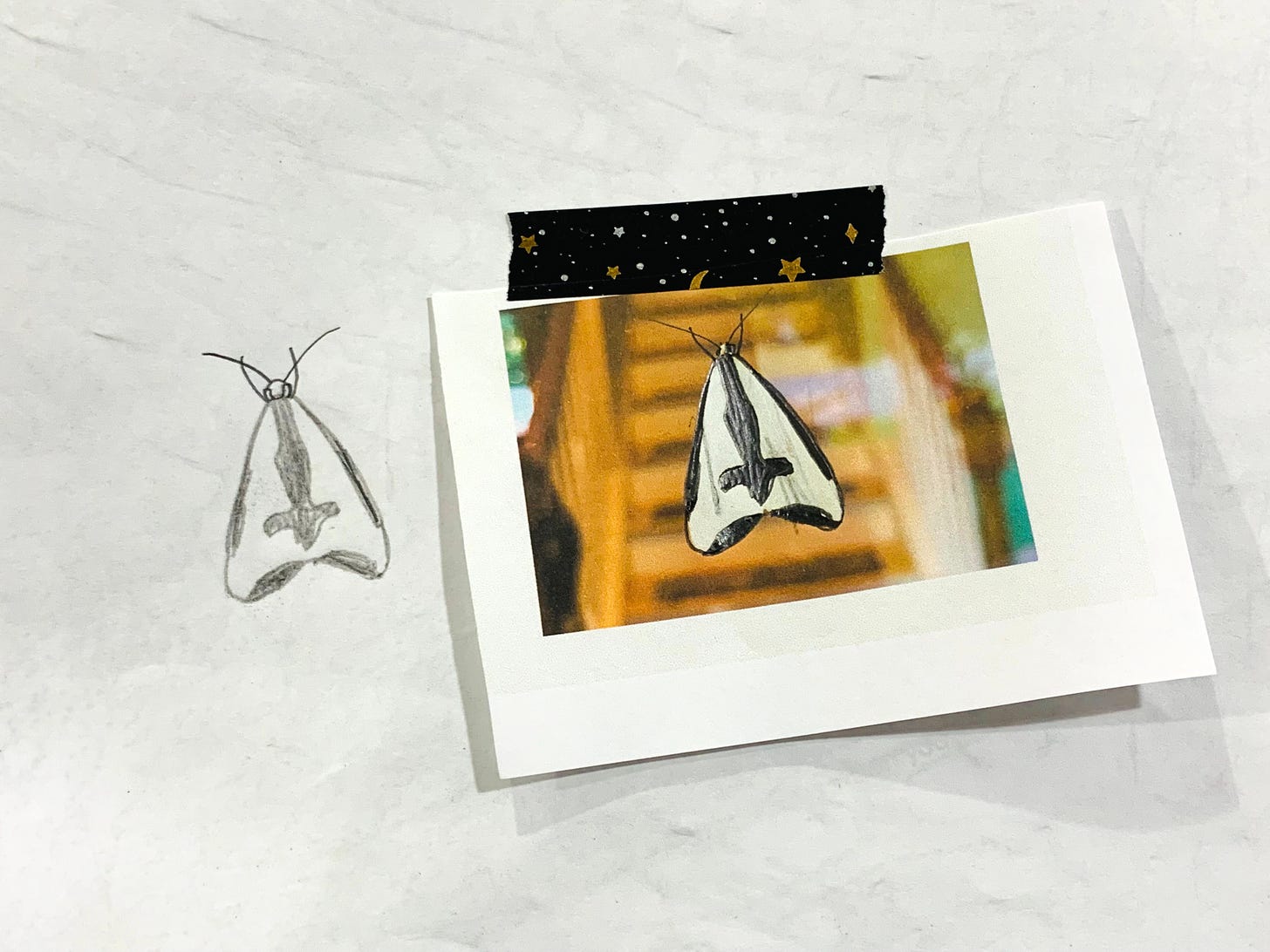 A white paper with a color photo of a moth taped on it, with a drawing of the same moth in pencil to the left. 
