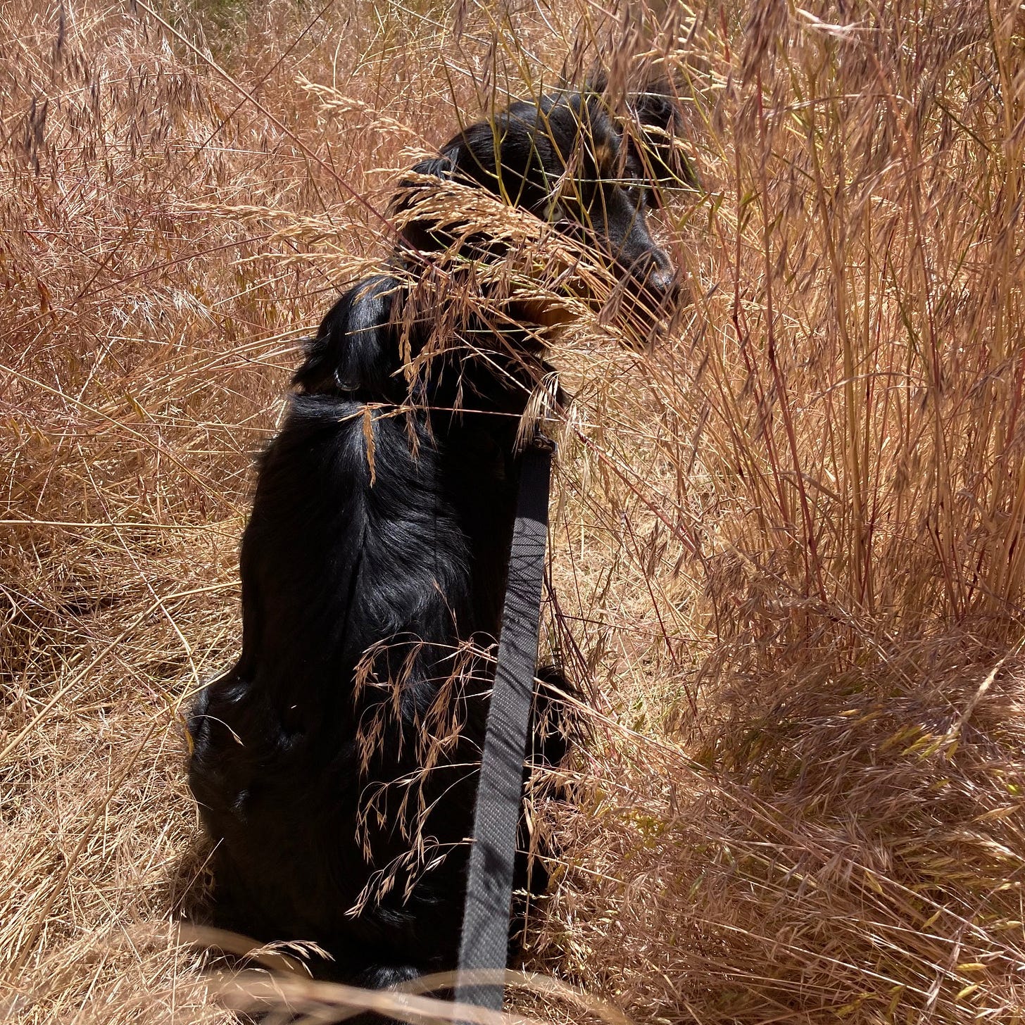 Black dog sitting in yellow grass taller than her, looking back at camera