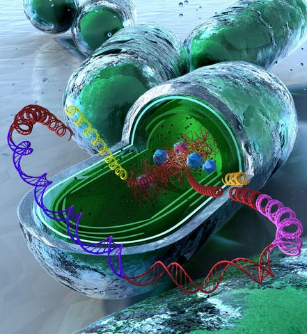 Introducing Synthetic Biology Horror in a New Light (Pt 1) Https%3A%2F%2Fsubstack-post-media.s3.amazonaws.com%2Fpublic%2Fimages%2Ff4e76514-095f-4a94-a27d-19668c2b9ff2_441x480