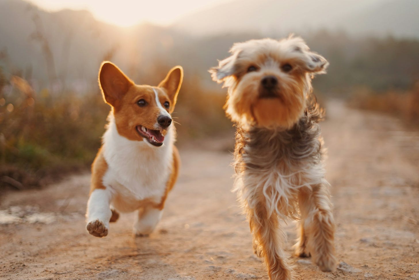 More Than Man's Best Friend: How Dogs Transform Our Health in Unexpected Ways