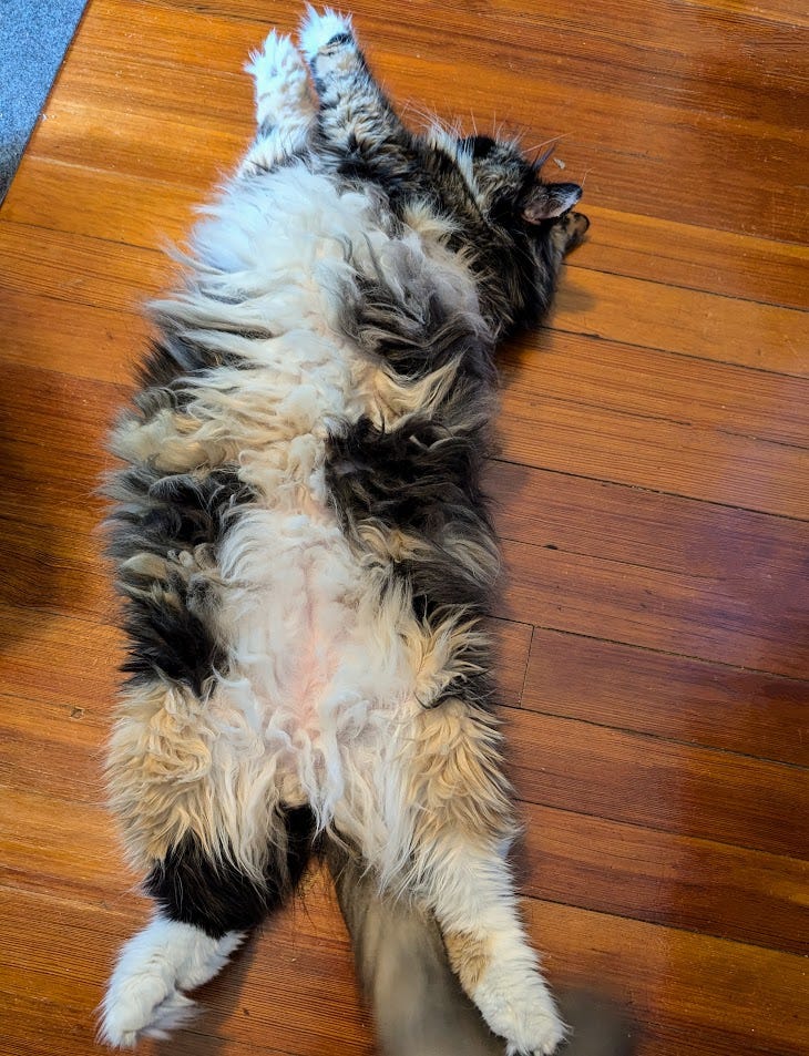 fluffy calico cat lying tummy up on hardwood floor with paws outstretched like Superkitty