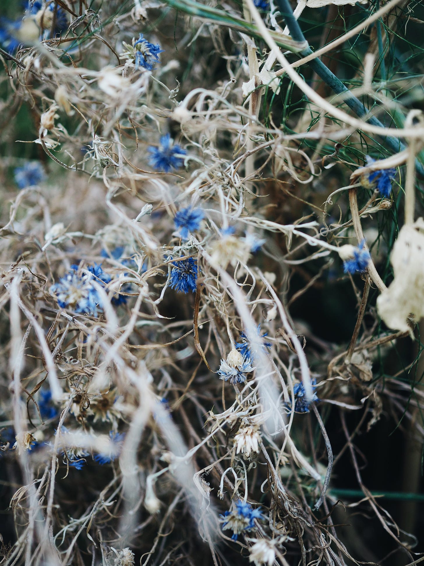 Cornflowers drying in the sun and setting seed