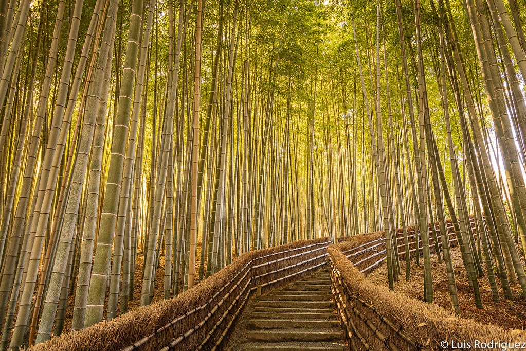 El bosque de bambú del templo Adashino Nenbutsu-ji de Arashiyama