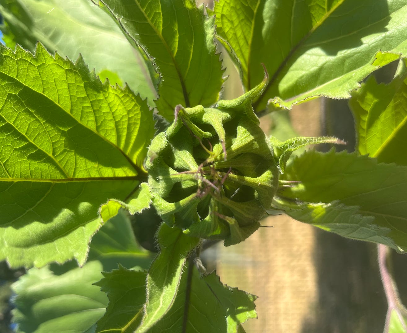 Curled up head of a sunflower