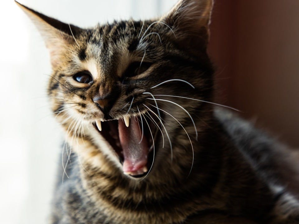 a cat yawning with its mouth wide open