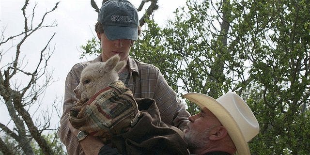 Walker baby llama put into Bonhams arms.