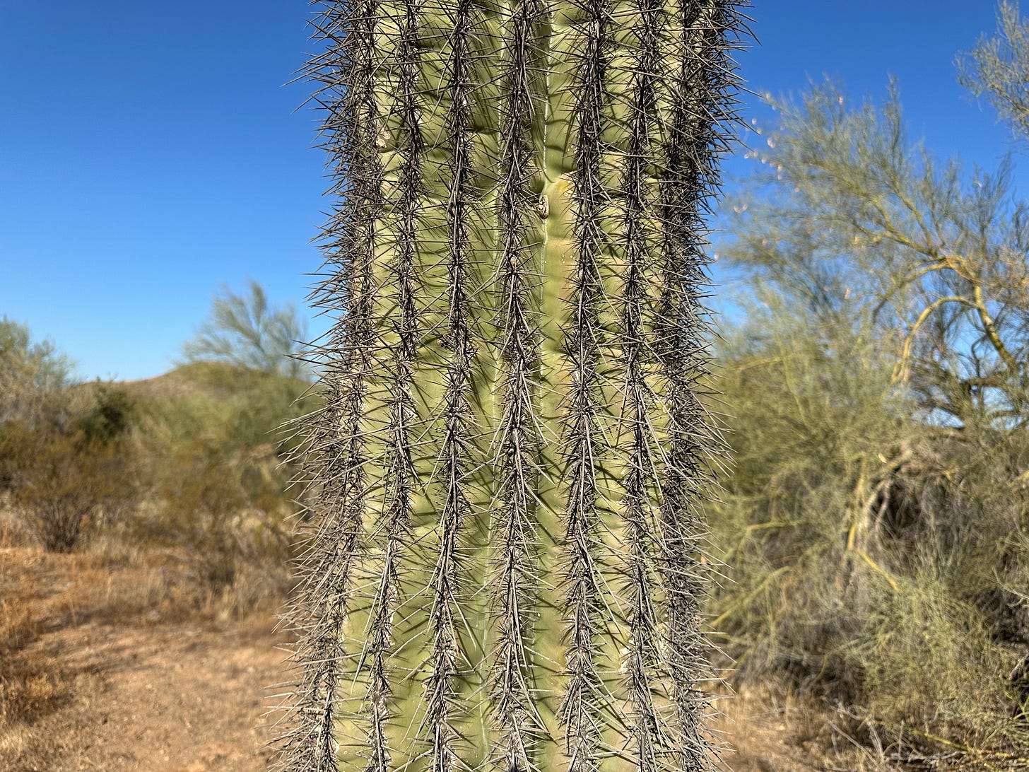 saguaro ribs during drought