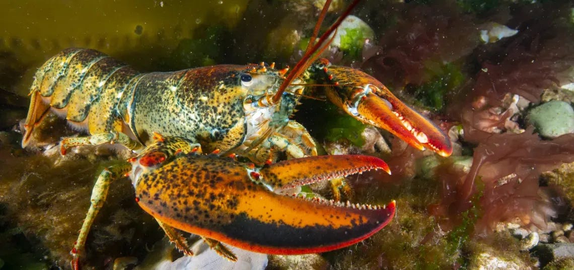 lobster