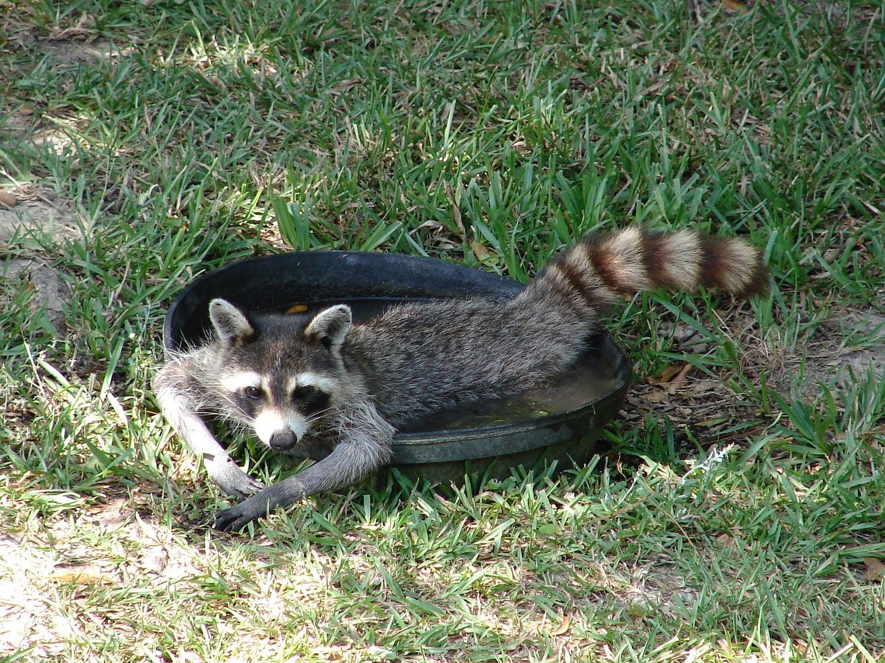 a photo of a racoon lying in a bin lid full of water
