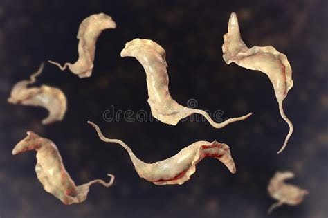 Trypanosoma cruzi parasite stock illustration. Illustration of condition - 141089449