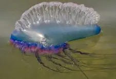 Portuguese Man-of-War | National Geographic