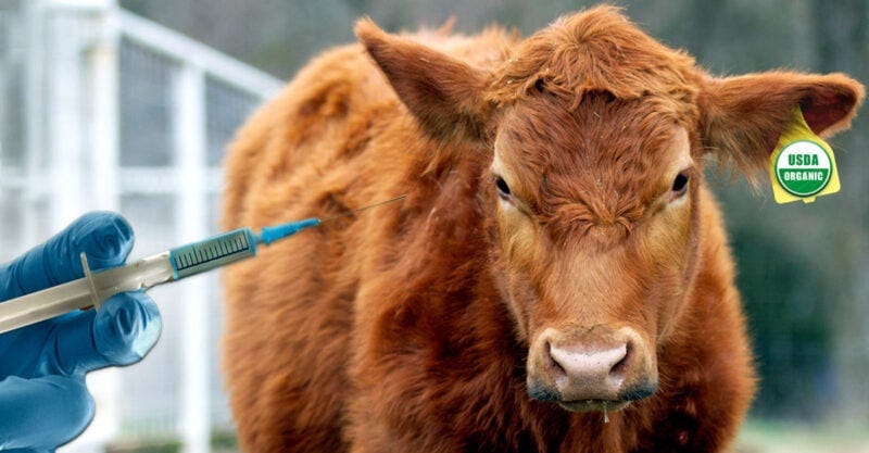 usda organic livestock vaccine feature
