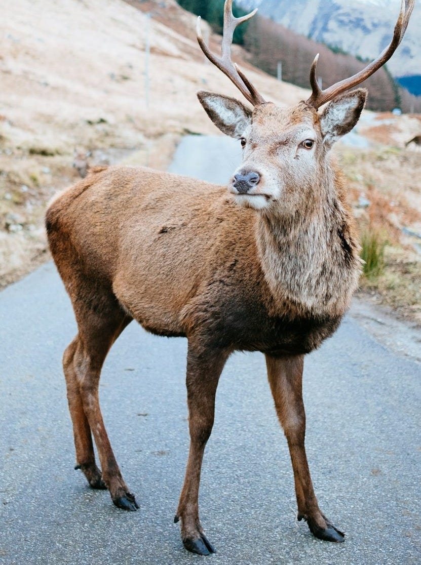 brown deer near brown hill at daytime brown deer near brown hill at daytime