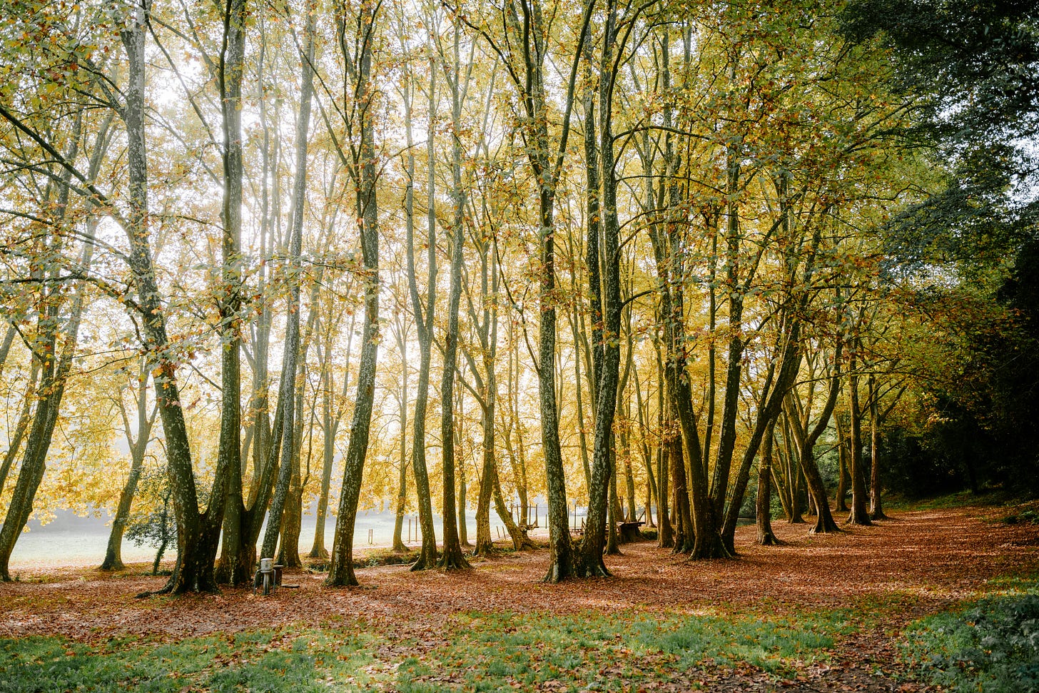 a thin forest during the day. 