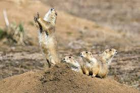 USFWS National Wildlife Refuge System - CAPTION CALL! These prairie dogs at  Rocky Mountain Arsenal National Wildlife Refuge near Denver  http://ow.ly/5EJf50AxgQc could use a clever caption. Got one? We'll name  our favorite