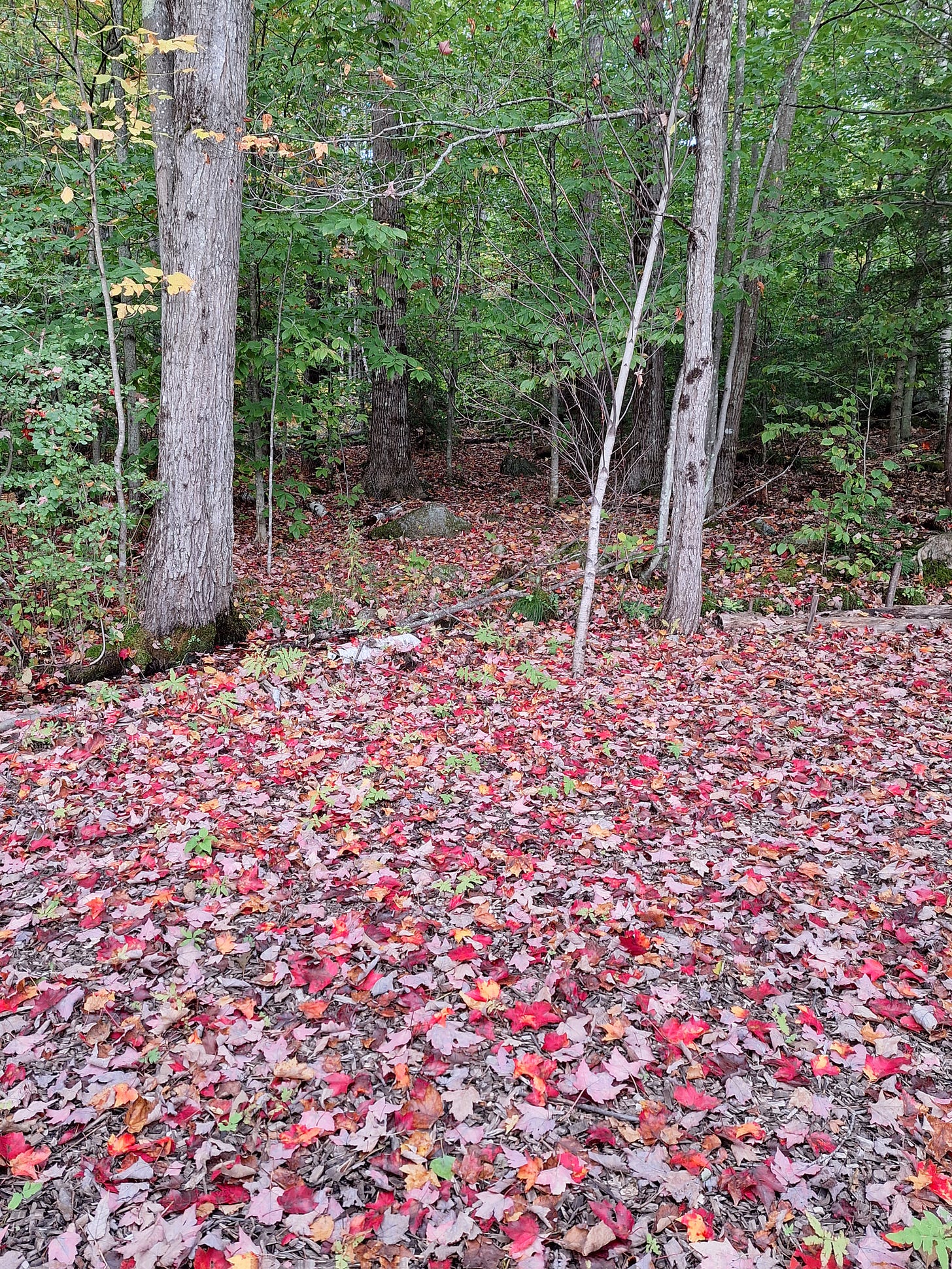 a picture of a carpet of fall leaves in the woods