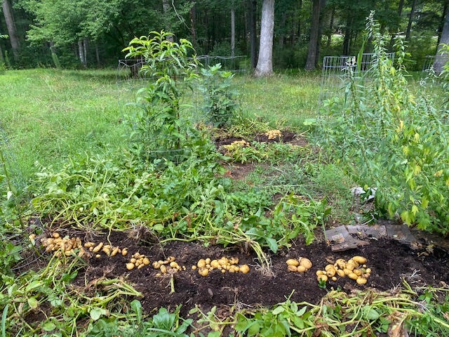 rows of potatoes unearthed in a perennial garden