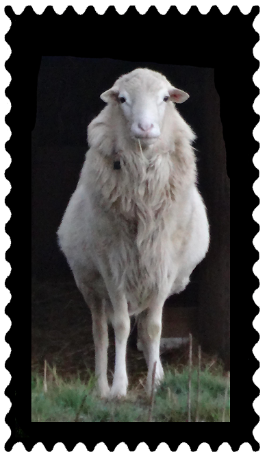 Photograph of a white ram, facing the camera, with a stalk of alfalfa in his mouth.