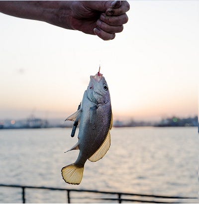 Dados pessoais são como peixes num mar de espertalhão - Imagem Sergey Filippov Pexels