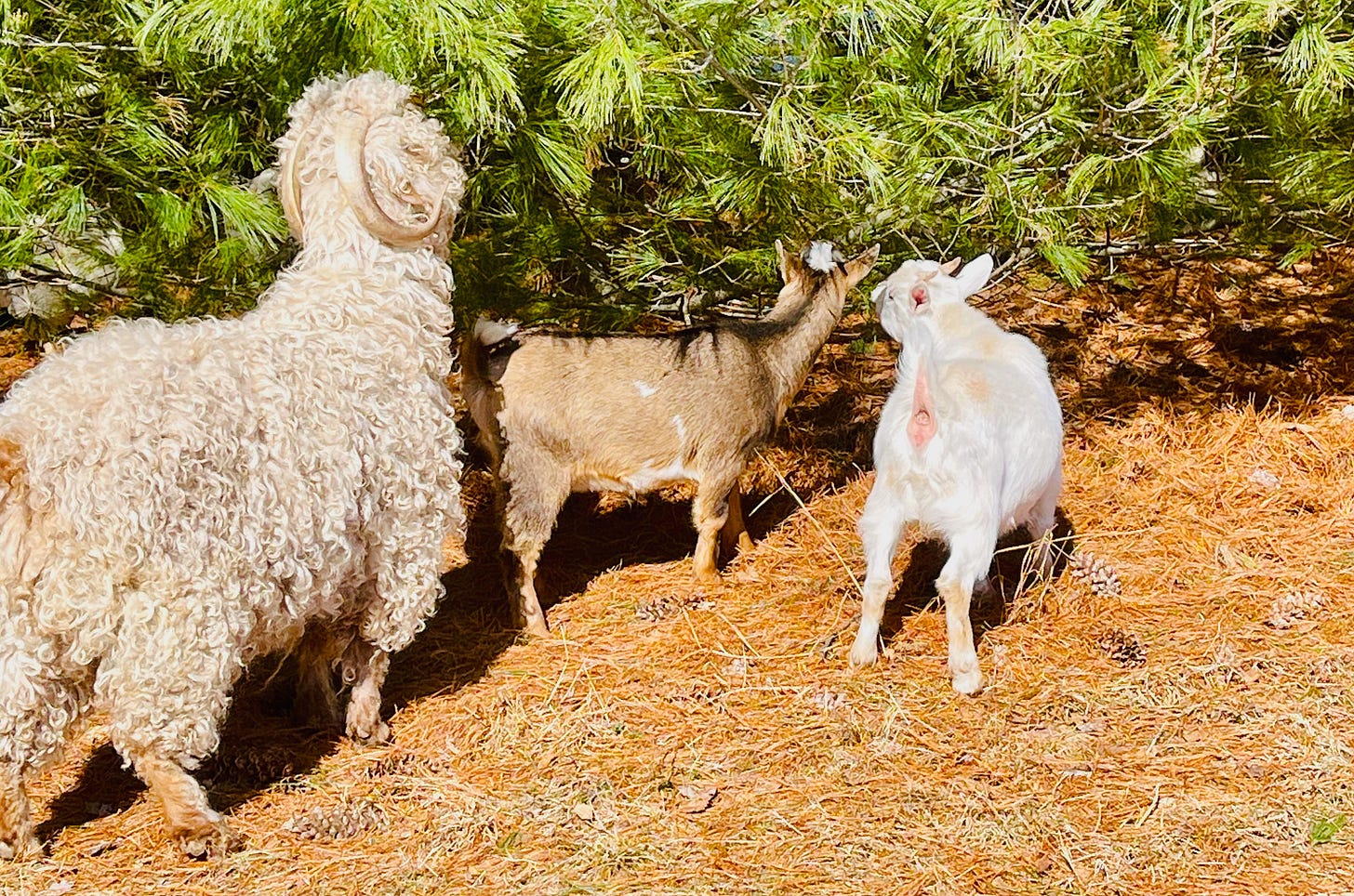 Three goats nibble on a pine tree