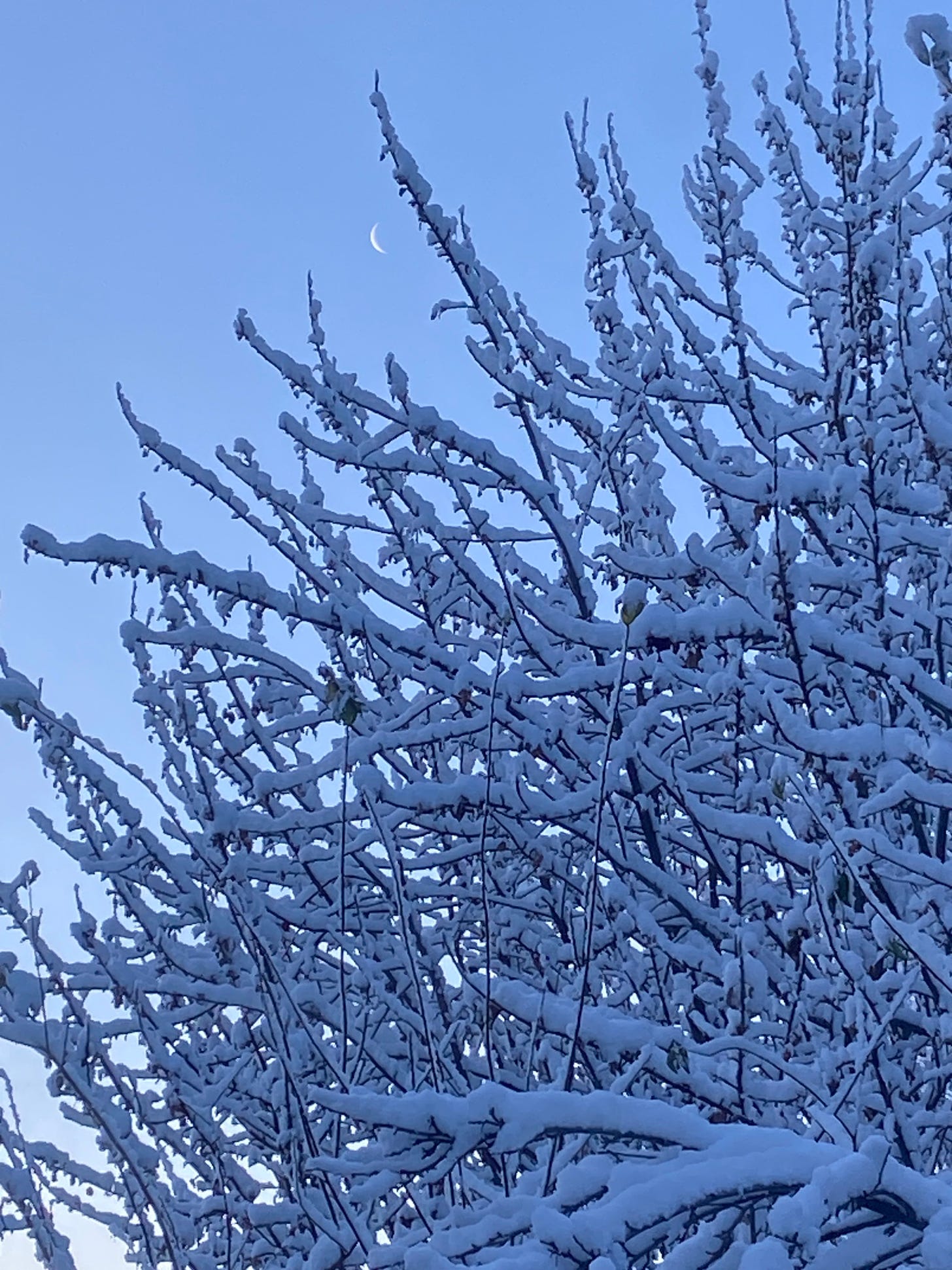 Sliver moon between snowy branches