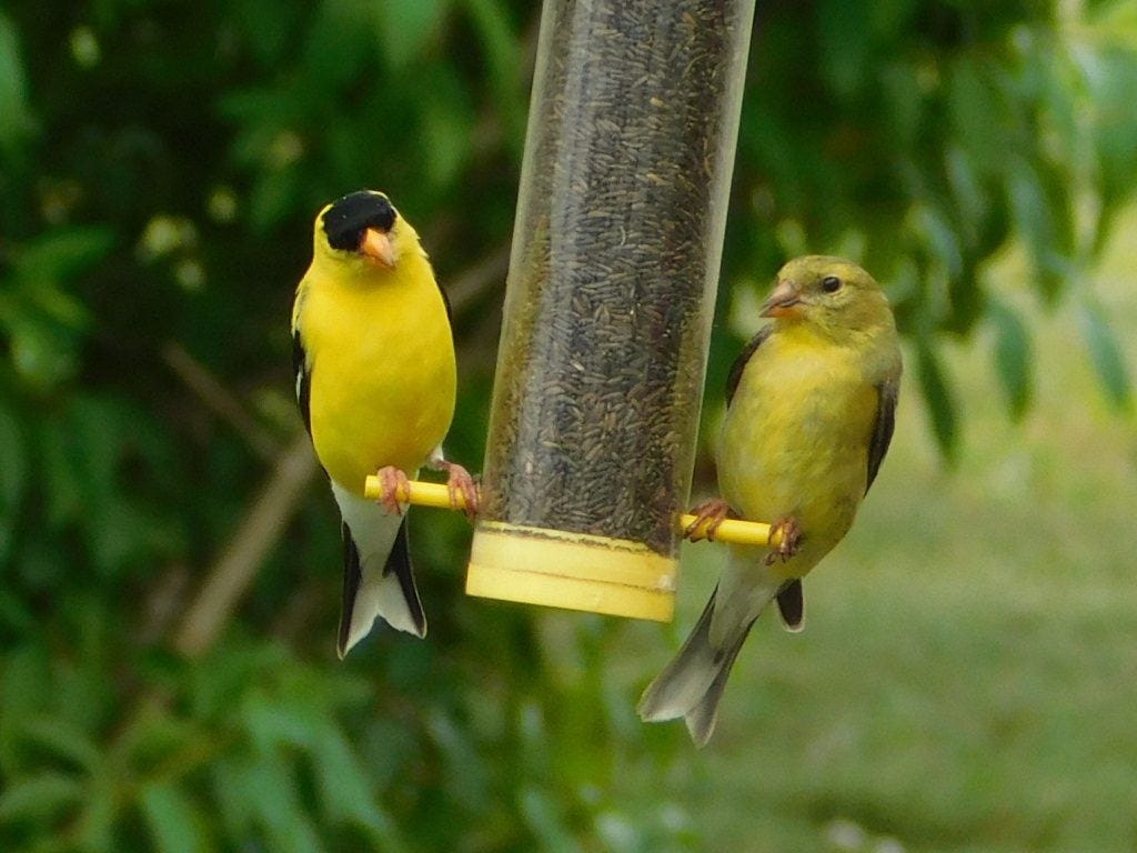 How to Identify an American Goldfinch - Birds and Blooms