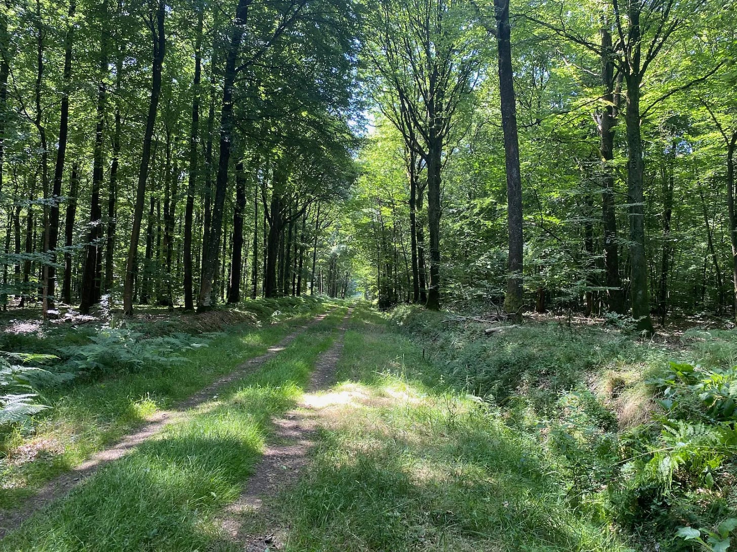 Entre forêts et champs Entre forêts et champs