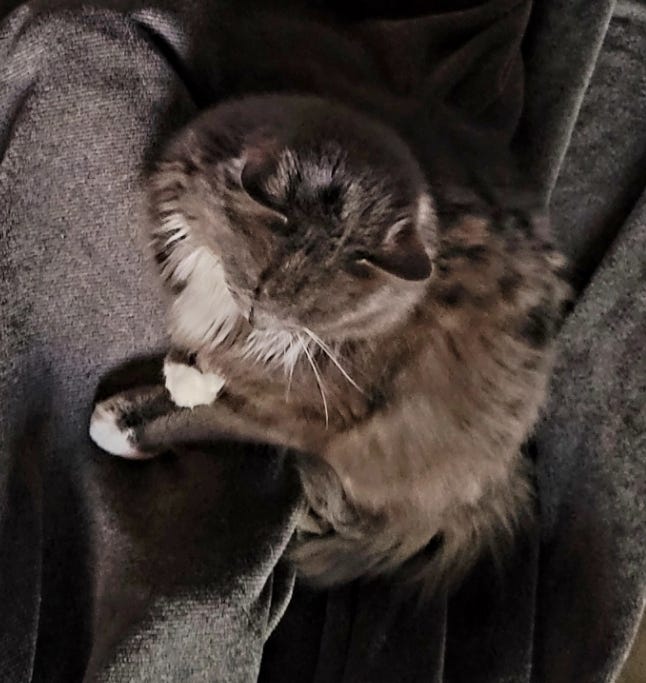 top-down picture of a mostly mostly gray, long-haired cat with white at her chest and on her front paws, sleeping on a blanket almost the same shade of gray that she is