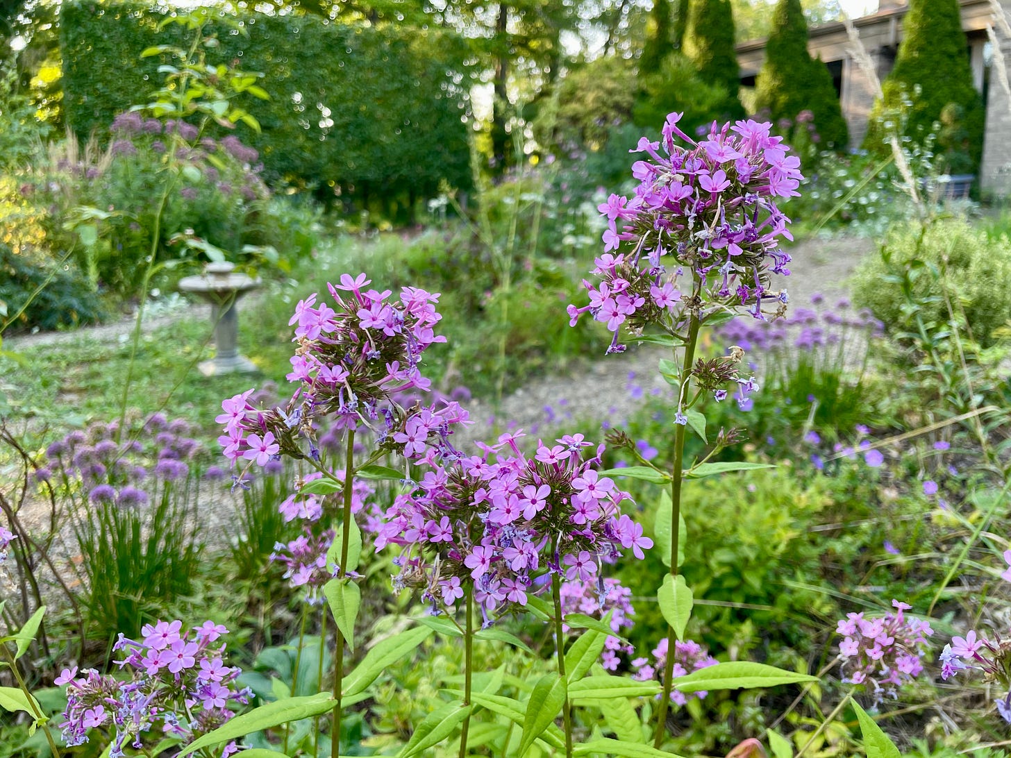 Phlox ‘Jeana’ joining the parade of mauve flowers in the Cottage Garden this month.