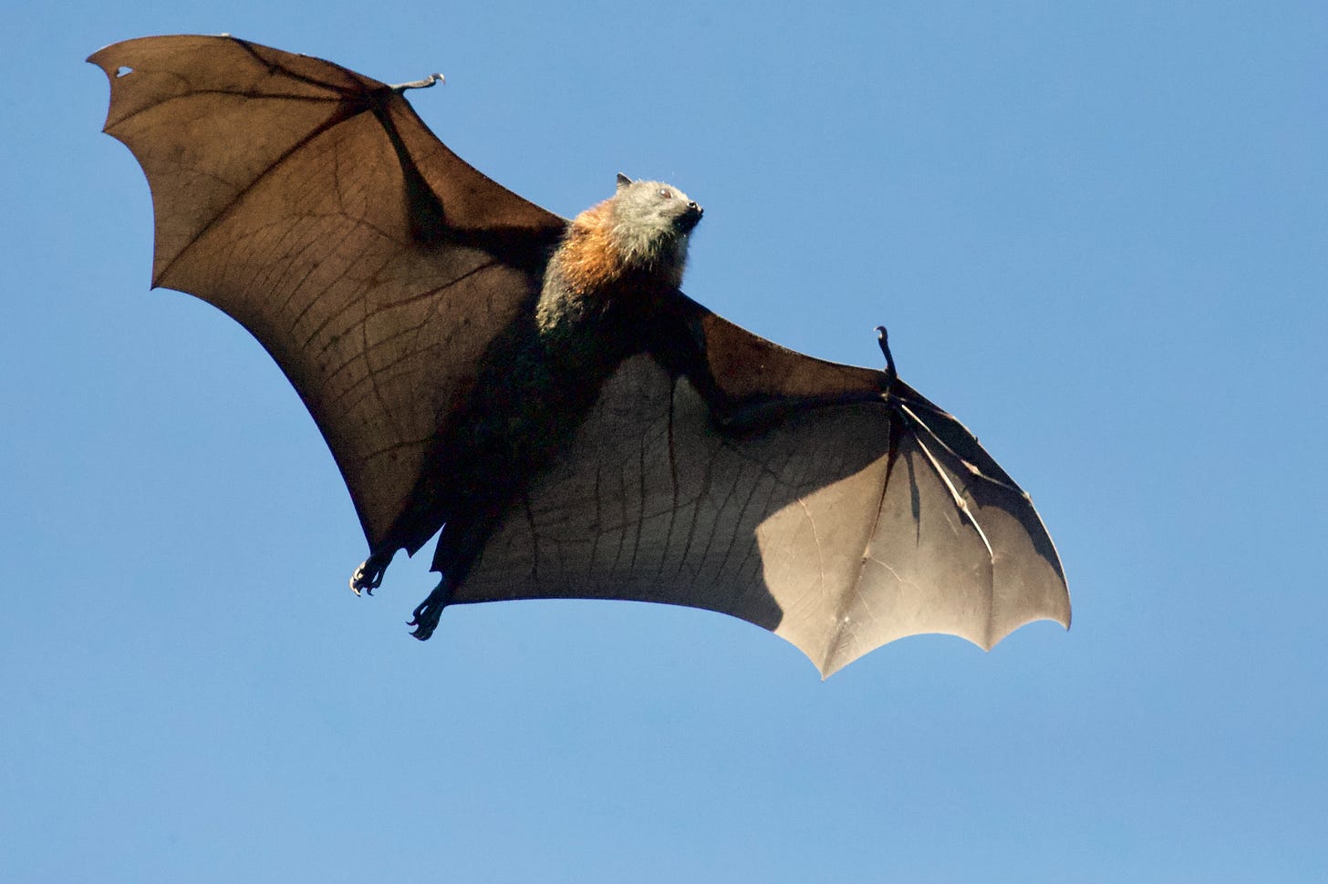 A bat soaring through the air, wings extended and toes curled up, with a fringe of brown fur on their neck amid the grey fur