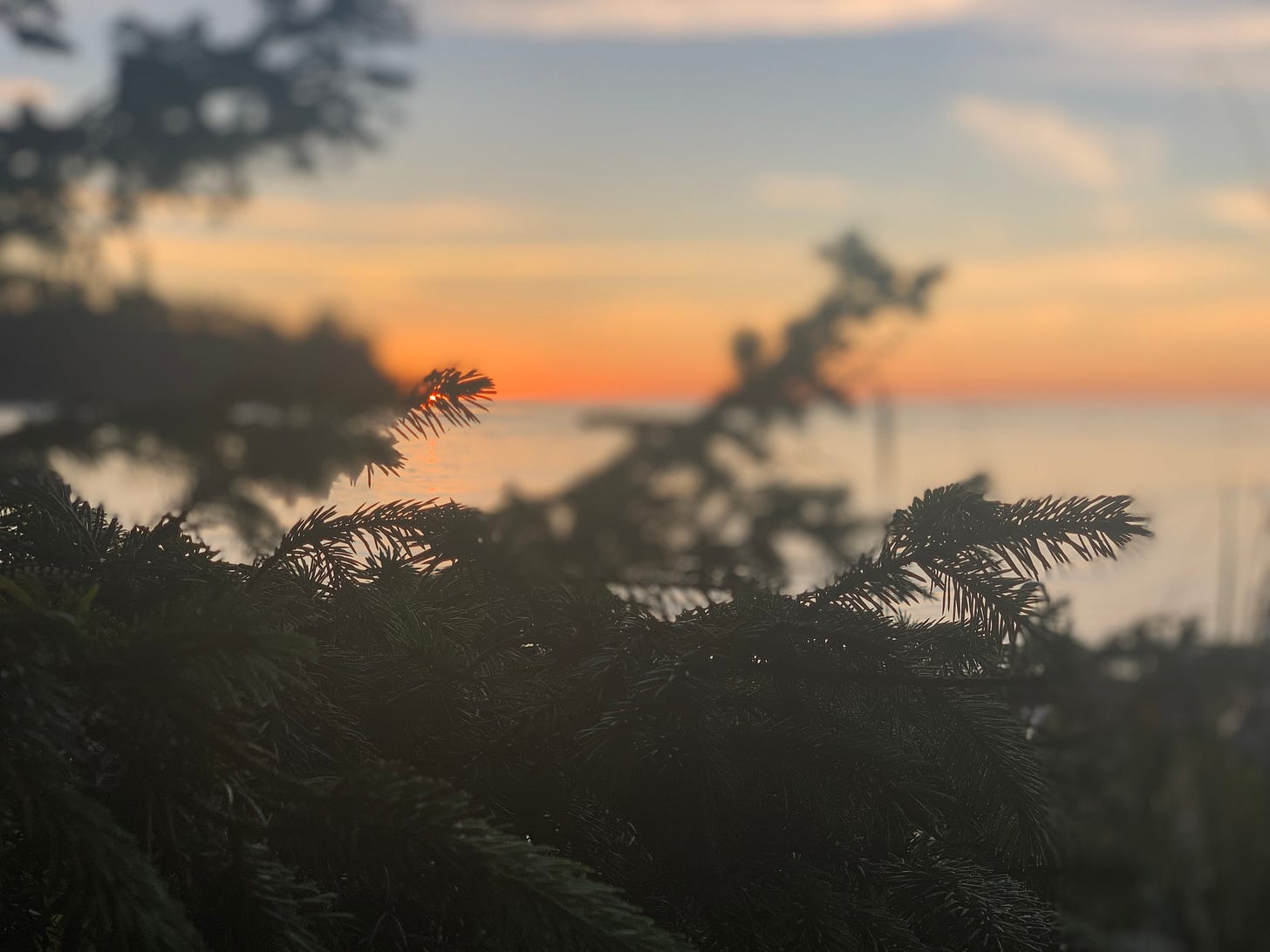 Sunset into Pacific Ocean behind Douglas Fir branches