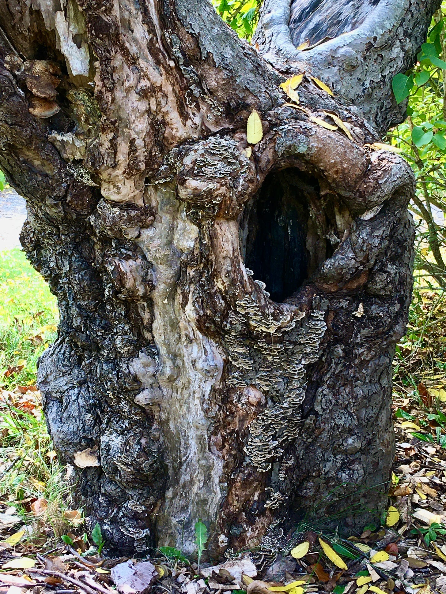 I wonder wonderfully gnarled character full trunk of an old apple tree with a large opening that has a beard of bracket fungi underneath it.