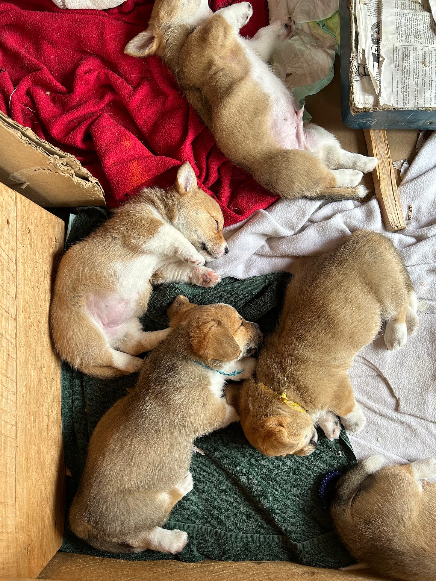 Five corgi puppies sleeping.