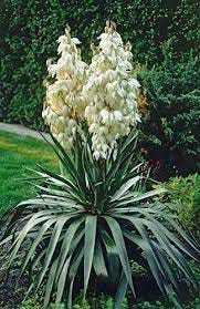 Natural Organic Flower Seeds Yucca Filamentosa Tree of Happiness Perennial  Plant 4820069498442 | eBay