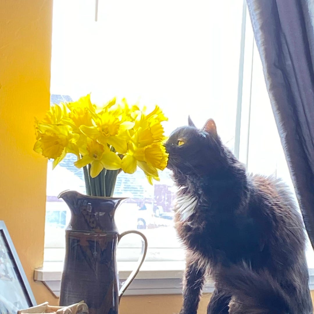 Our black cat, Lila, sitting in front of window sniffing a vase of daffodils