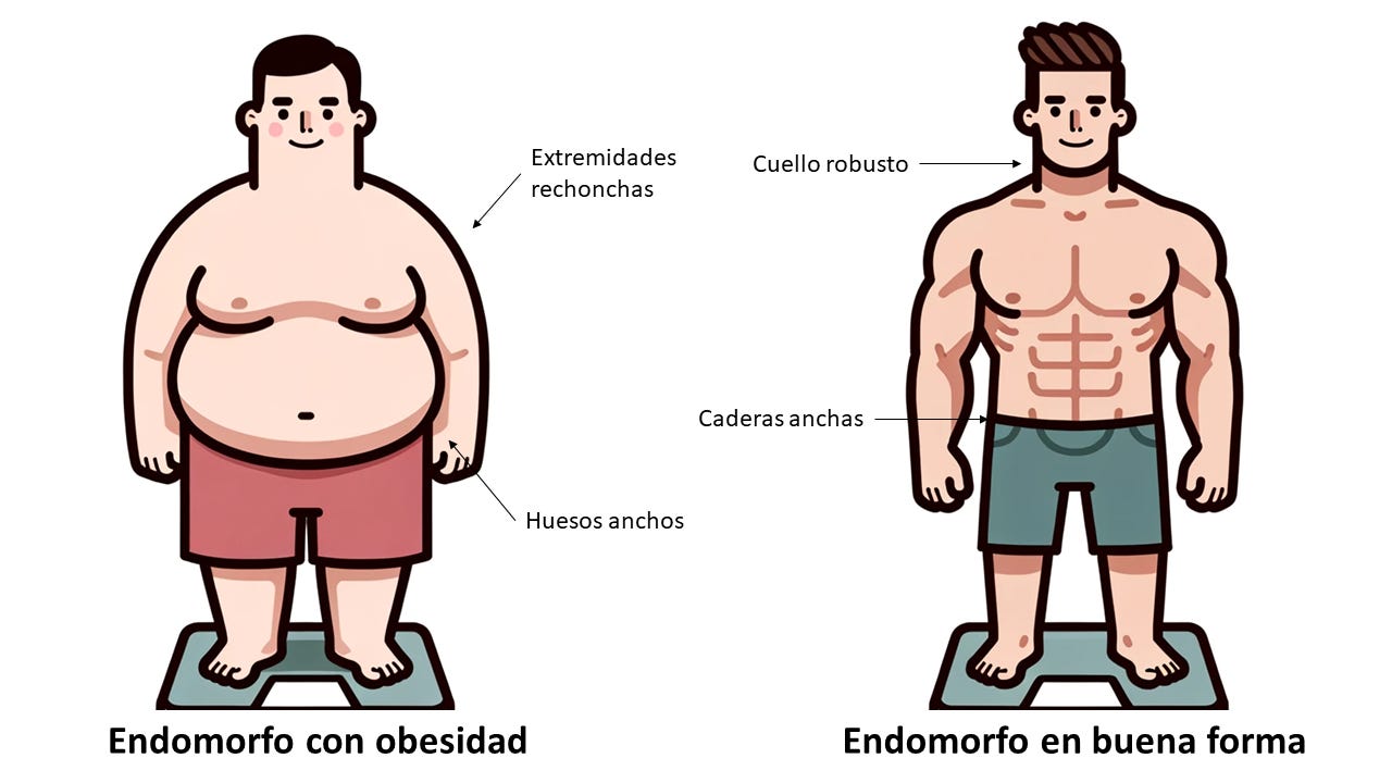 Características de un cuerpo endomorfo