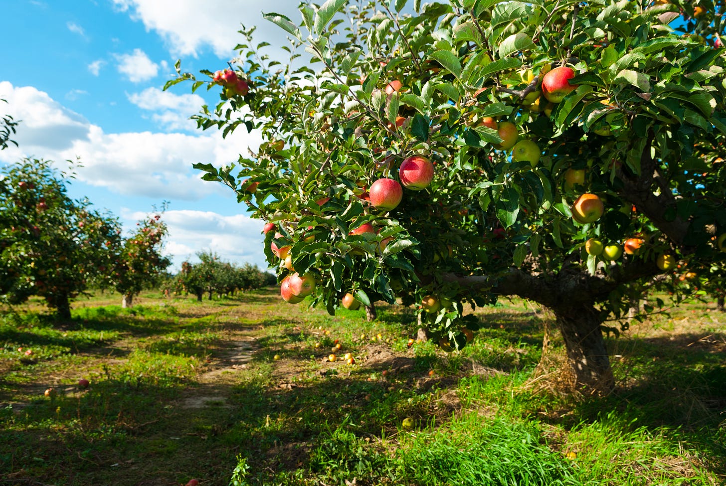 What Is the Habitat of an Apple Tree? | ehow