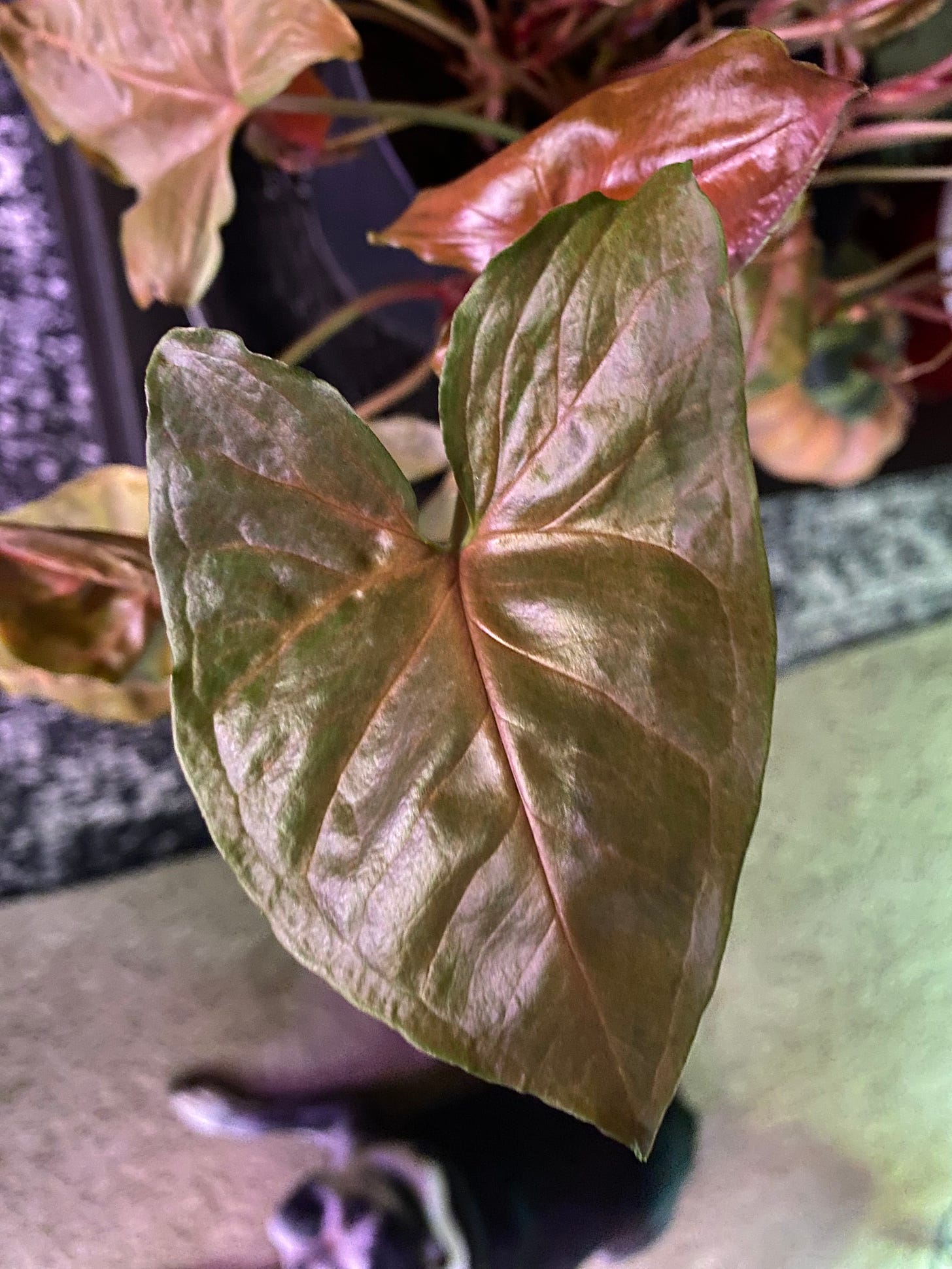 My Syngonium podophyllum 'Red Heart'