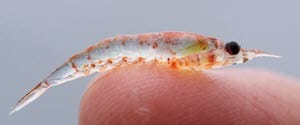 krill 