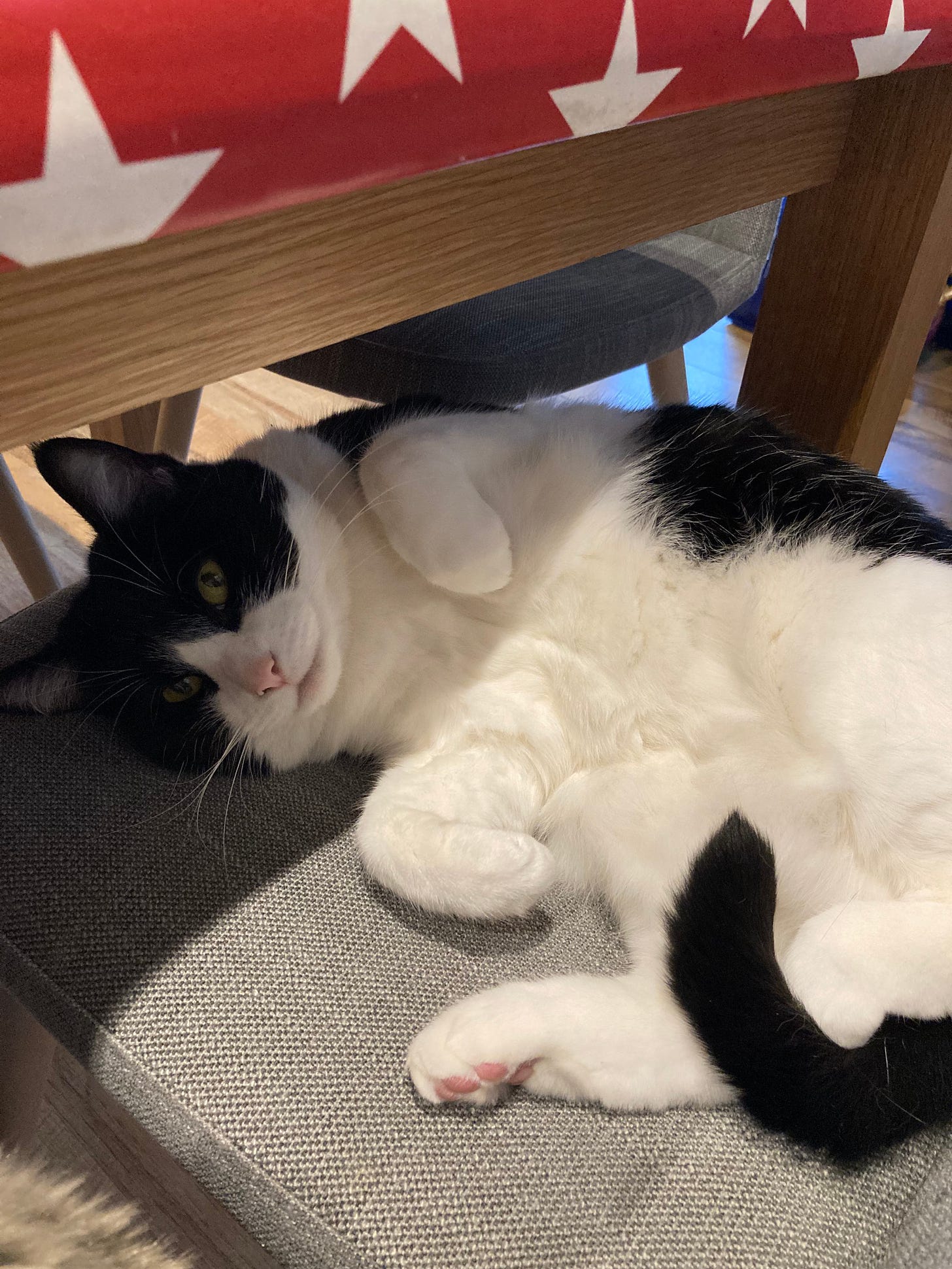 A black and white cat sitting on a dining room chair, exposing her tummy for tickles. The table has a red and white starred oil cloth.