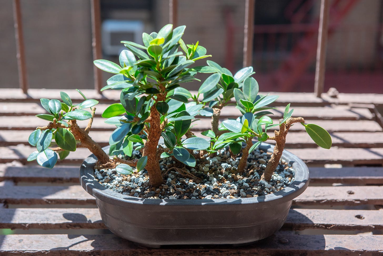 ID: Ficus forest bonsai planting in a new oval pot